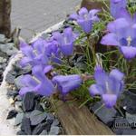 Edraianthus vesovicii - Edraianthus graminifolius