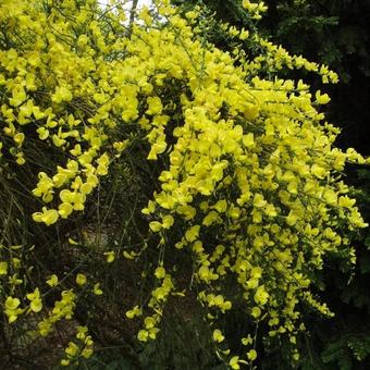 Cytisus scoparius