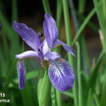 Iris sibirica