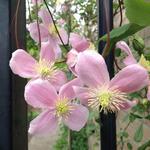 Clematis montana 'Tetrarose' - 