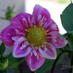 Dahlia 'Hartenaas' - 