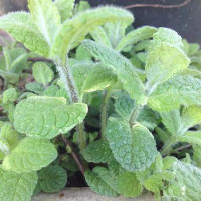 Rundblättrige Minze - Mentha suaveolens