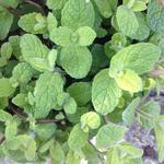 Mentha suaveolens - Menthe odorante - Mentha suaveolens