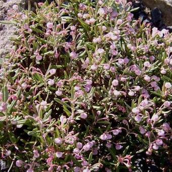 Andromeda polifolia 'Blue Ice'