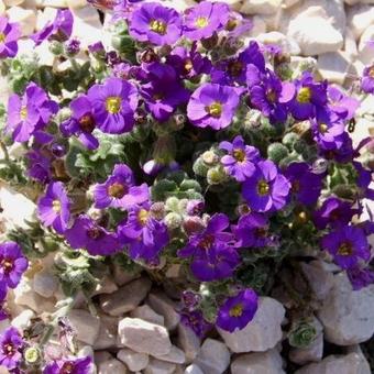 Aubrieta 'Elsa Lancaster'