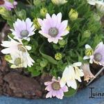 Osteospermum 'Softly Pink' - 