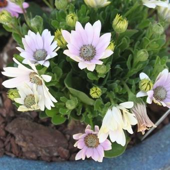 Osteospermum 'Softly Pink'