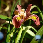 Iris 'Broadleigh Sybil' - 