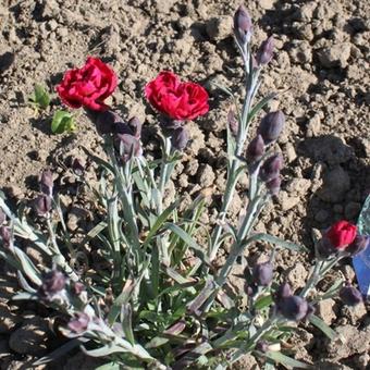 Dianthus caryophyllus SUNFLOR 'Odessa Red'