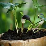 Arisarum proboscideum - 