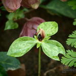 Trillium recurvatum - 