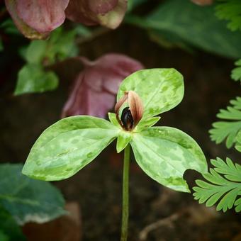 Trillium recurvatum