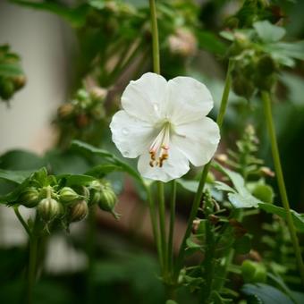 Geranium macrorrhizum 'White Ness'