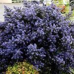 Ceanothus  impressus 'Puget Blue' - 