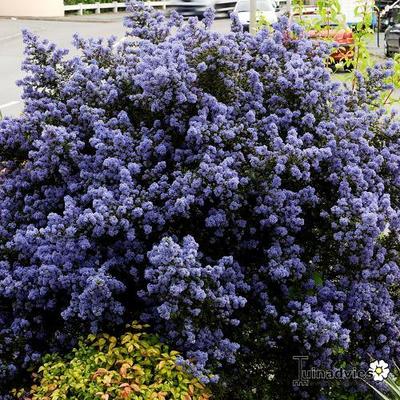 Ceanothus  impressus 'Puget Blue' - 