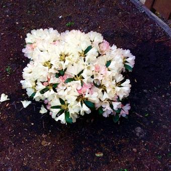 Rhododendron yakushimanum 'Dusty Miller'