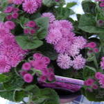 Ageratum houstonianum 'Artist Rose' - 