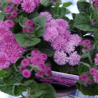 Ageratum houstonianum 'Artist Rose'