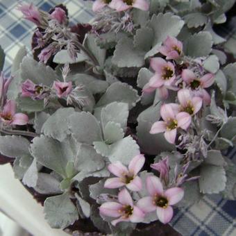 Kalanchoe pumila 'Silver Gray'