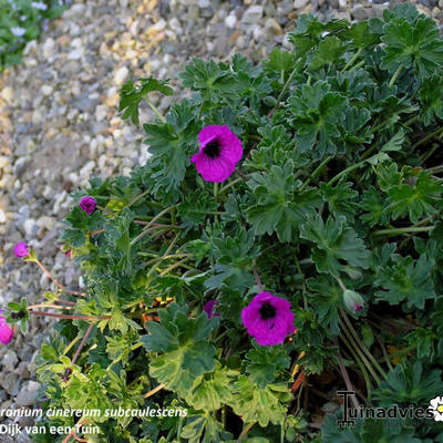 Geranium cinereum var. subcaulescens - Geranium cinereum var. subcaulescens