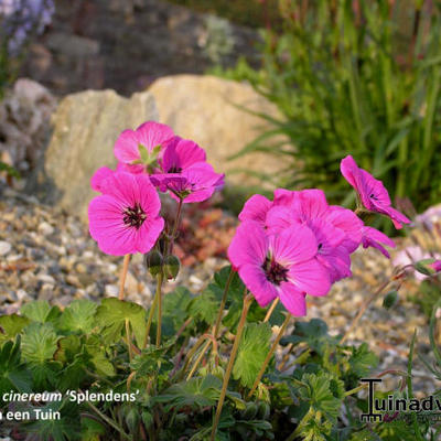 Geranium cinereum 'Splendens' - 