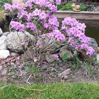 Rhododendron 'Lavendula'