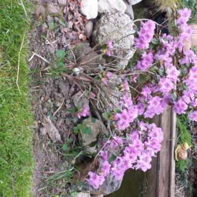 Rhododendron 'Lavendula' - 