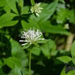 Galium rotundifolium - 