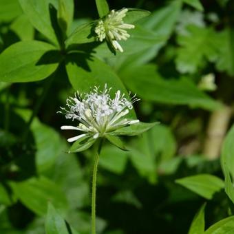 Galium rotundifolium