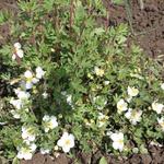 Potentilla fruticosa 'Tilford Cream' - 