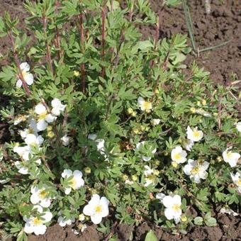 Potentilla fruticosa 'Tilford Cream'