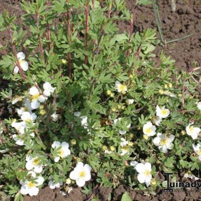 Potentilla fruticosa 'Tilford Cream'