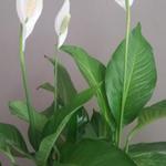 Spathiphyllum - 