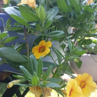 Calibrachoa hybrida 'CALITA Yellow Red Morn'