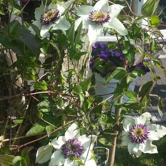 Clematis florida var. florida 'Sieboldiana'