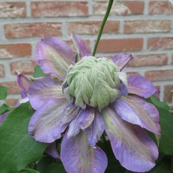 Clematis 'Diamantina'