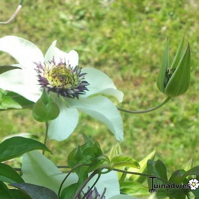 Clematis florida var. florida 'Sieboldiana' - 