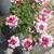 Verbena 'LANAI Twister Cherry Red'