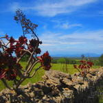 Aeonium arboreum purpureum - 