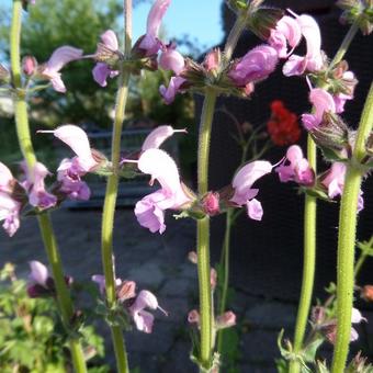 Salvia pratensis 'Eveline'