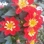 Dahlia 'GOLDALIA Scarlet' - 