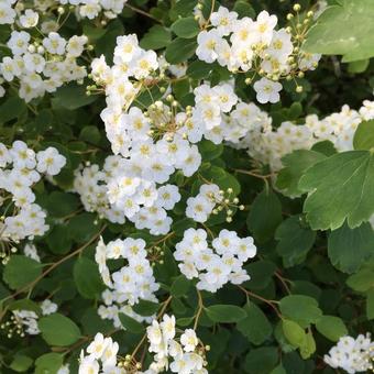 Spiraea betulifolia var. aemiliana