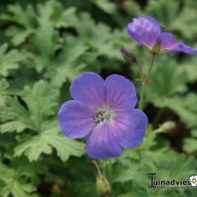 Geranium himalayense 'Gravetye'