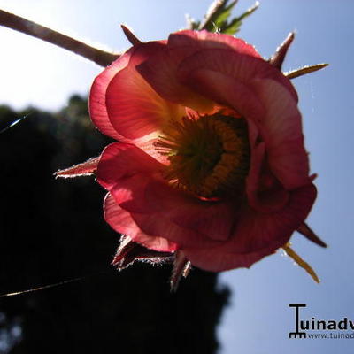 Geum 'Bell Bank'