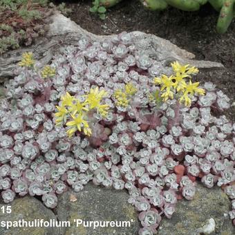 Sedum spathulifolium 'Purpureum'