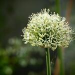 Allium stipitatum 'Mount Everest' - 