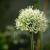 Allium stipitatum 'Mount Everest'