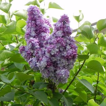 Syringa vulgaris 'Michel Buchner'