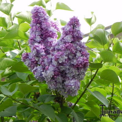 Syringa vulgaris 'Michel Buchner' - Syringa vulgaris 'Michel Buchner' - Syringa vulgaris 'Michel Buchner'