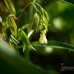 Disporum longistylum 'Night Heron' - 